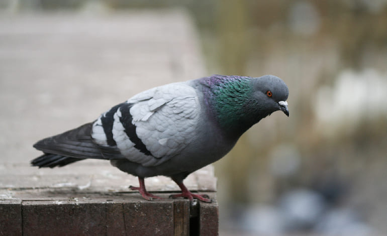 Benefits of installing Pigeon Netting